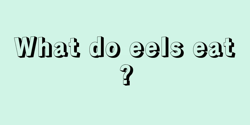 What do eels eat?