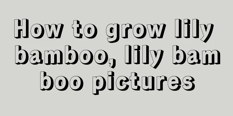 How to grow lily bamboo, lily bamboo pictures