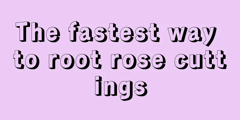 The fastest way to root rose cuttings