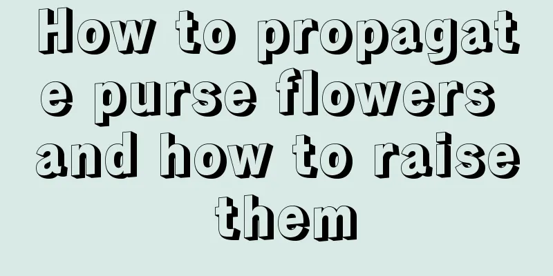 How to propagate purse flowers and how to raise them