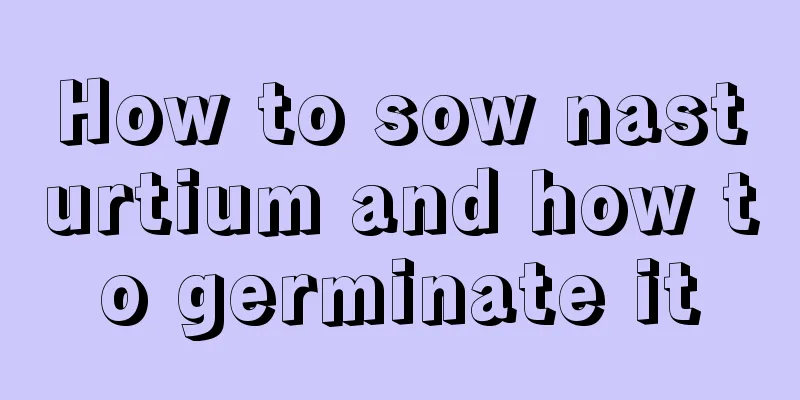 How to sow nasturtium and how to germinate it