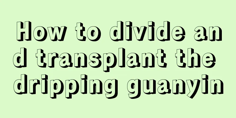 How to divide and transplant the dripping guanyin