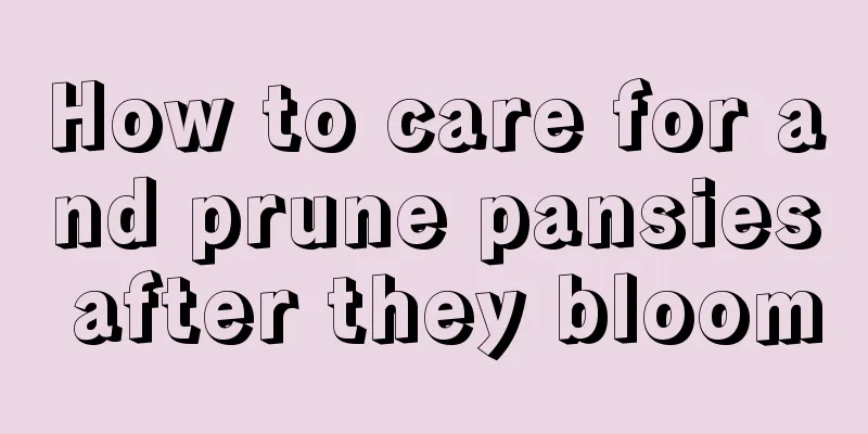 How to care for and prune pansies after they bloom