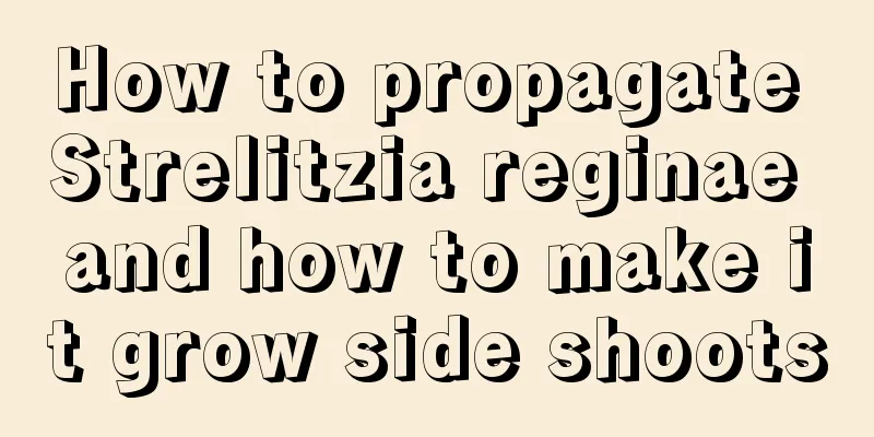 How to propagate Strelitzia reginae and how to make it grow side shoots