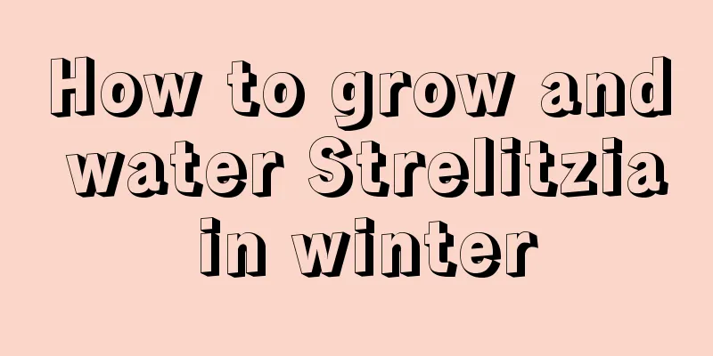 How to grow and water Strelitzia in winter