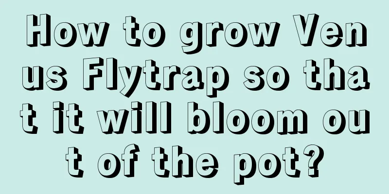 How to grow Venus Flytrap so that it will bloom out of the pot?