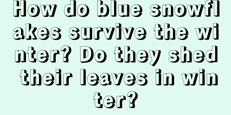 How do blue snowflakes survive the winter? Do they shed their leaves in winter?