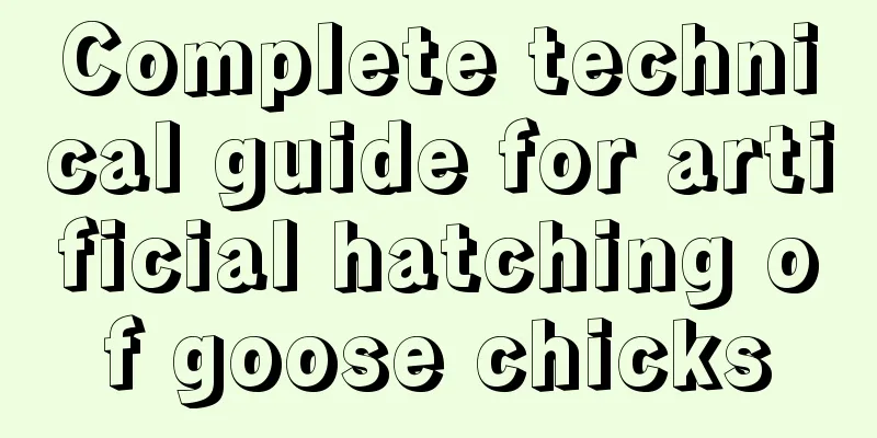 Complete technical guide for artificial hatching of goose chicks