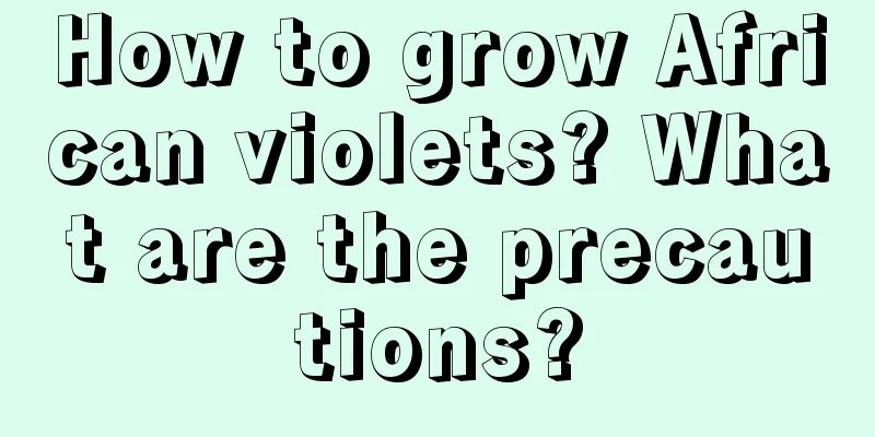 How to grow African violets? What are the precautions?