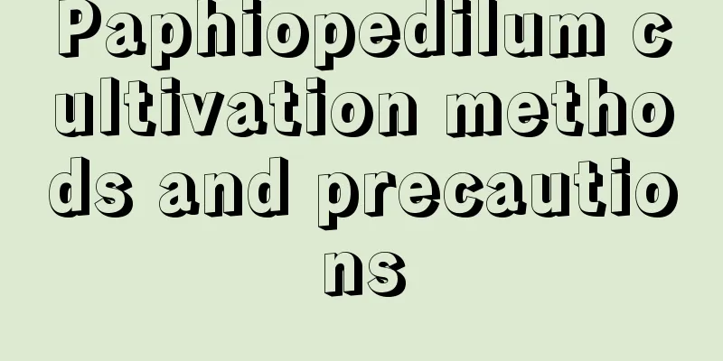 Paphiopedilum cultivation methods and precautions