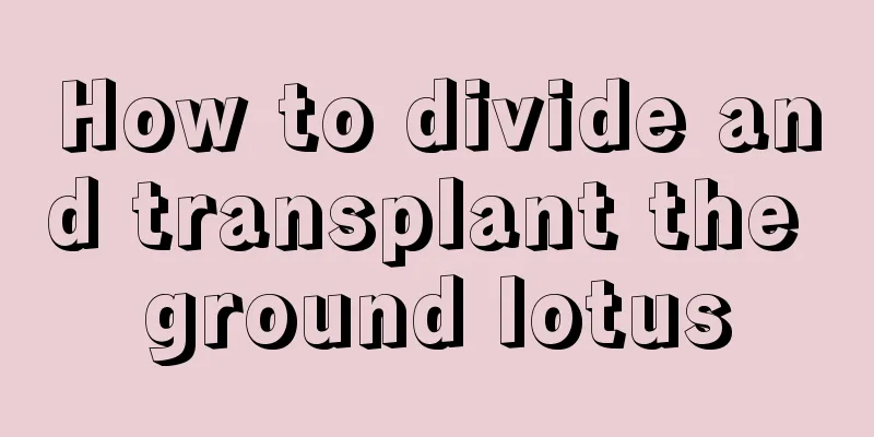 How to divide and transplant the ground lotus