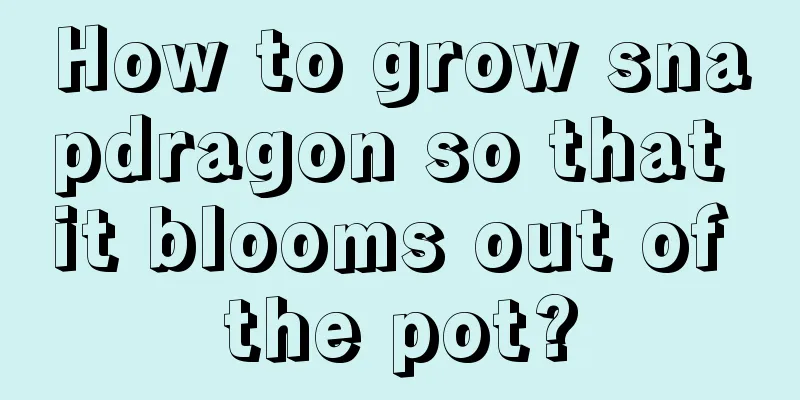 How to grow snapdragon so that it blooms out of the pot?