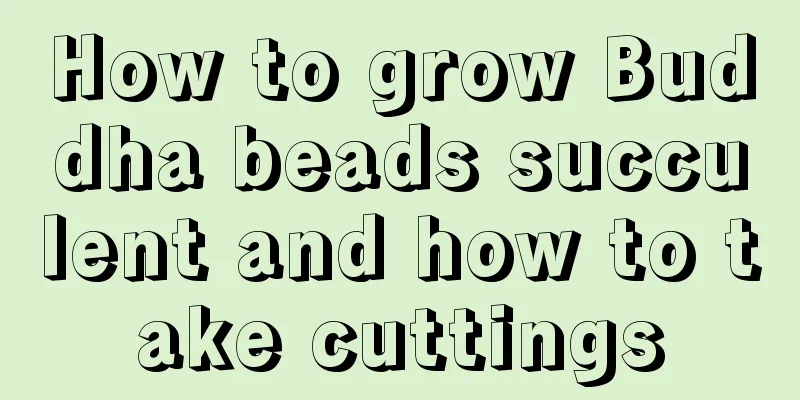 How to grow Buddha beads succulent and how to take cuttings