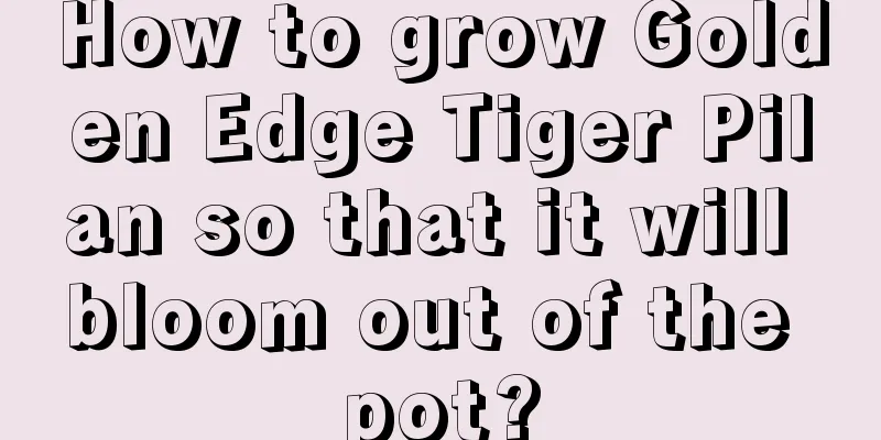 How to grow Golden Edge Tiger Pilan so that it will bloom out of the pot?