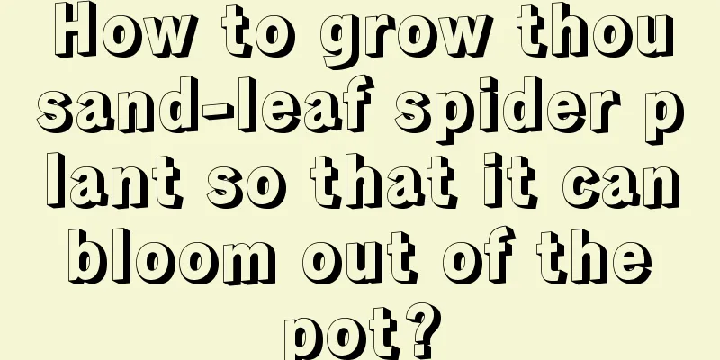 How to grow thousand-leaf spider plant so that it can bloom out of the pot?