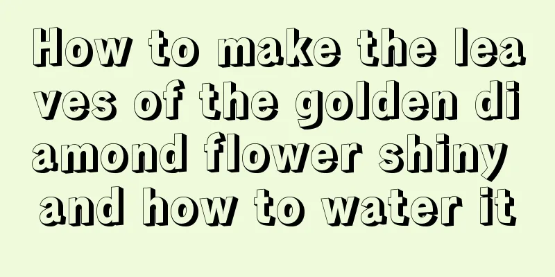 How to make the leaves of the golden diamond flower shiny and how to water it