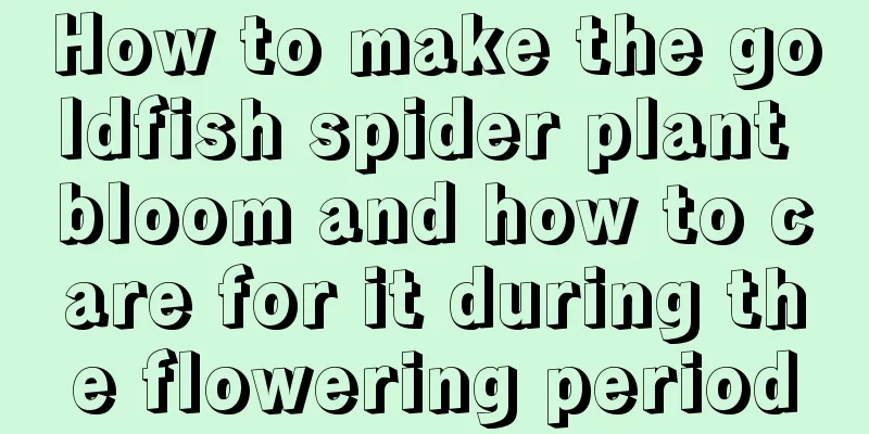 How to make the goldfish spider plant bloom and how to care for it during the flowering period