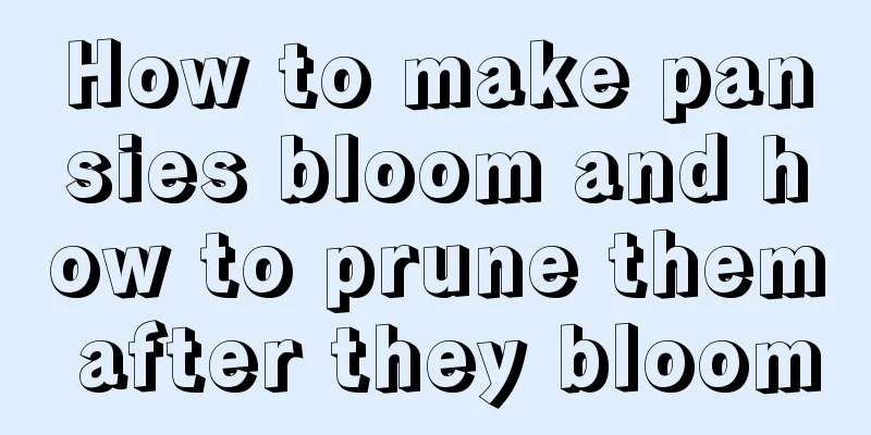 How to make pansies bloom and how to prune them after they bloom