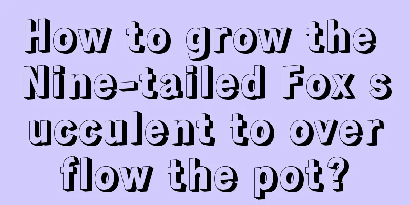 How to grow the Nine-tailed Fox succulent to overflow the pot?