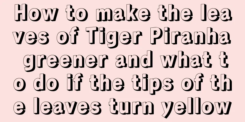 How to make the leaves of Tiger Piranha greener and what to do if the tips of the leaves turn yellow