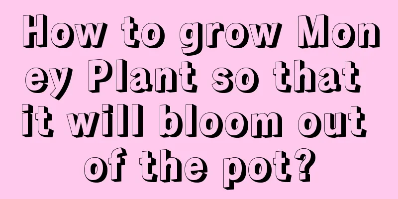 How to grow Money Plant so that it will bloom out of the pot?