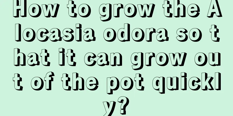 How to grow the Alocasia odora so that it can grow out of the pot quickly?