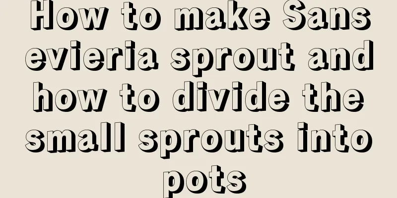 How to make Sansevieria sprout and how to divide the small sprouts into pots