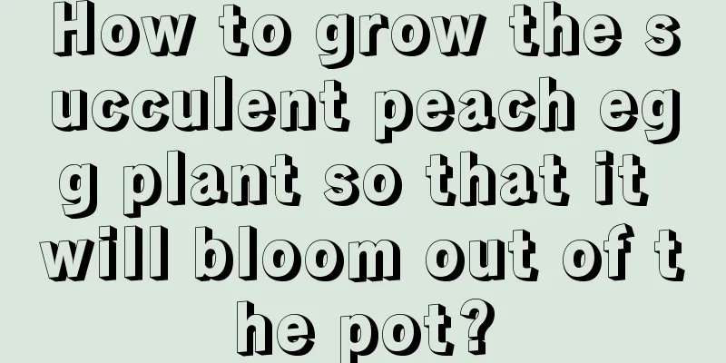 How to grow the succulent peach egg plant so that it will bloom out of the pot?