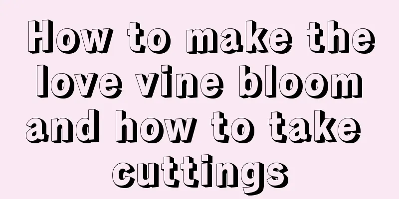 How to make the love vine bloom and how to take cuttings