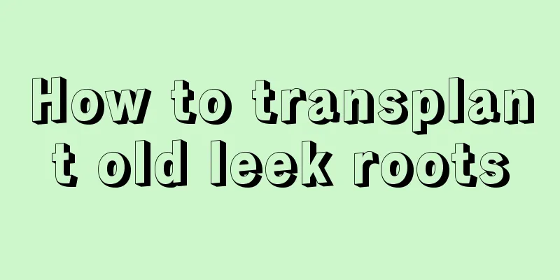 How to transplant old leek roots