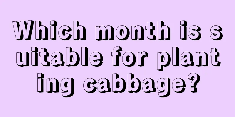 Which month is suitable for planting cabbage?