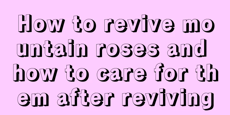 How to revive mountain roses and how to care for them after reviving