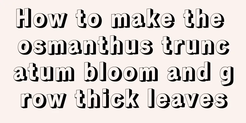 How to make the osmanthus truncatum bloom and grow thick leaves