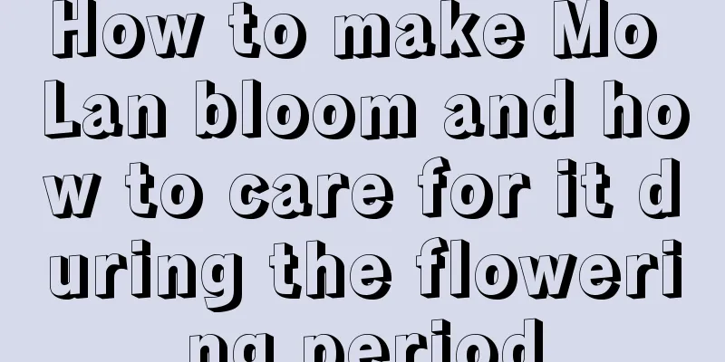 How to make Mo Lan bloom and how to care for it during the flowering period