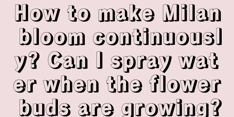 How to make Milan bloom continuously? Can I spray water when the flower buds are growing?