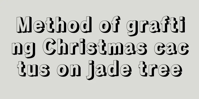 Method of grafting Christmas cactus on jade tree