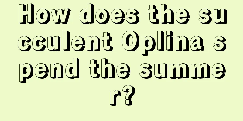 How does the succulent Oplina spend the summer?