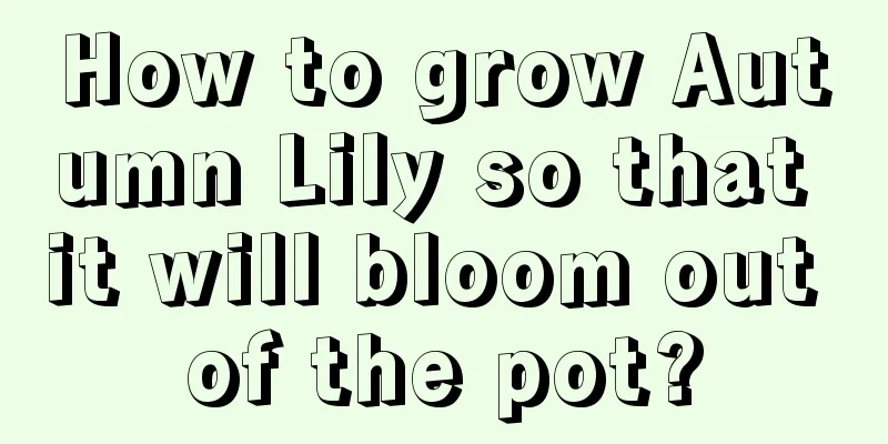 How to grow Autumn Lily so that it will bloom out of the pot?