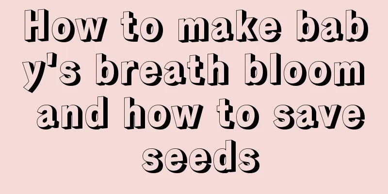 How to make baby's breath bloom and how to save seeds