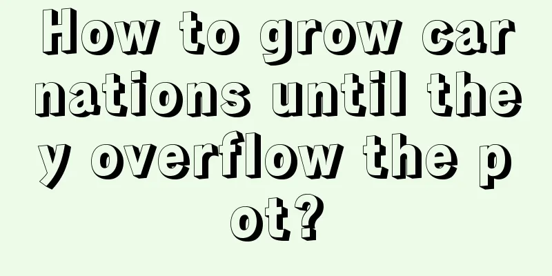 How to grow carnations until they overflow the pot?