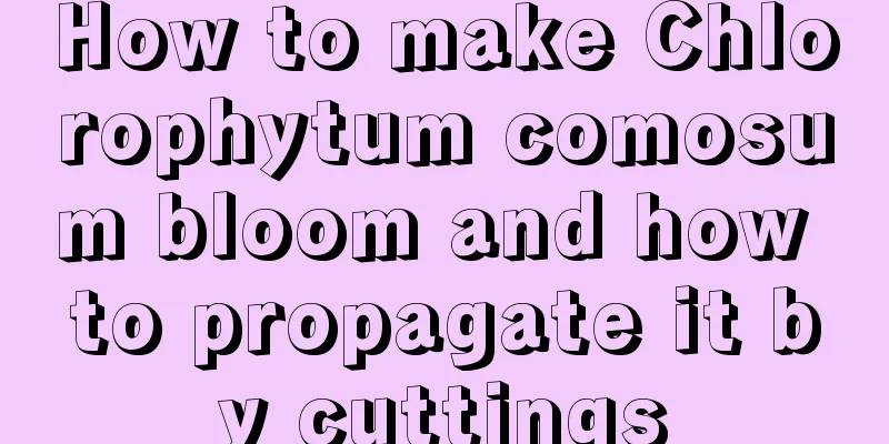 How to make Chlorophytum comosum bloom and how to propagate it by cuttings