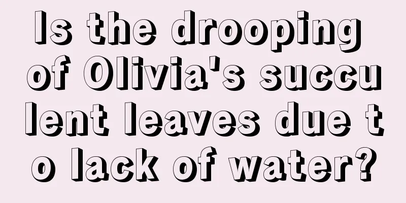 Is the drooping of Olivia's succulent leaves due to lack of water?