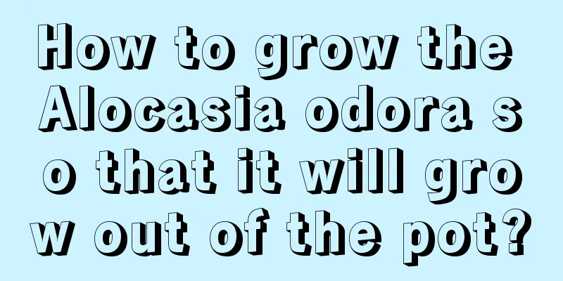 How to grow the Alocasia odora so that it will grow out of the pot?