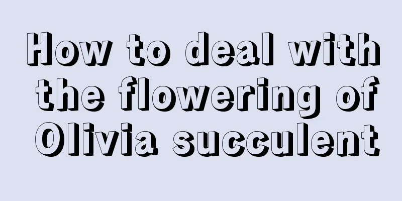 How to deal with the flowering of Olivia succulent