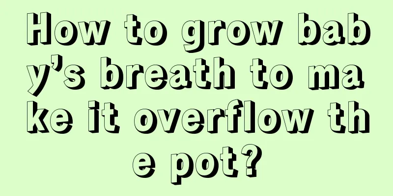 How to grow baby’s breath to make it overflow the pot?