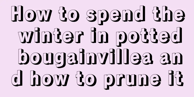 How to spend the winter in potted bougainvillea and how to prune it