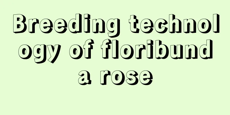 Breeding technology of floribunda rose