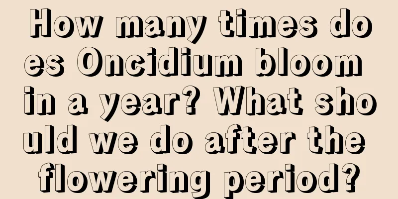 How many times does Oncidium bloom in a year? What should we do after the flowering period?