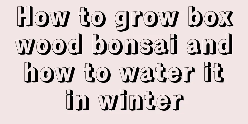 How to grow boxwood bonsai and how to water it in winter