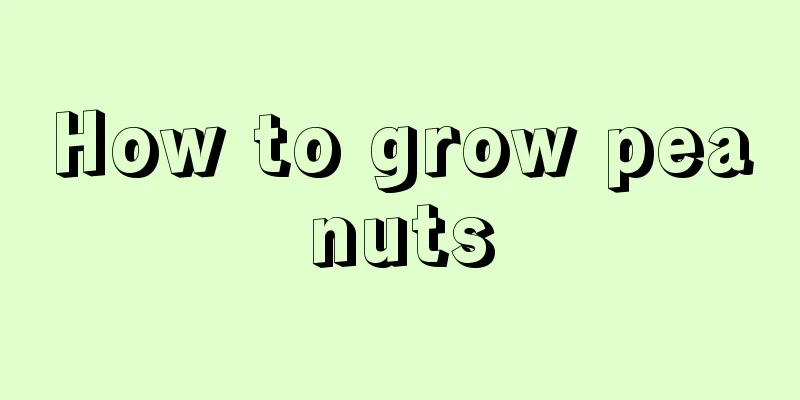 How to grow peanuts